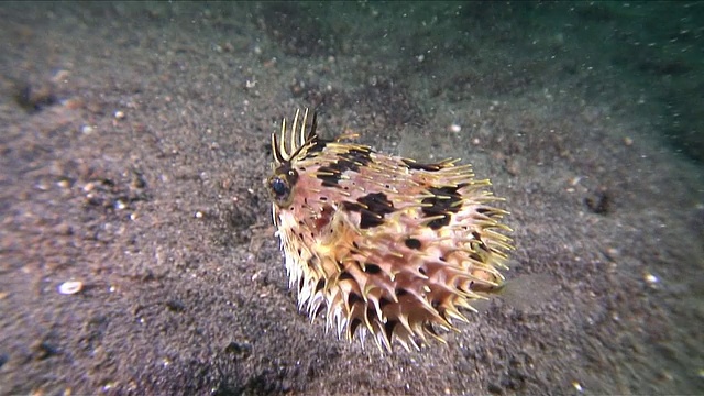 印度尼西亚苏拉威西，Porcupine pufferfish / Lembeh strait拍摄视频素材