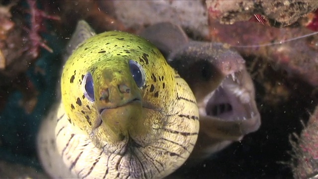 在印度尼西亚苏拉威西岛的伦贝海峡拍摄的波浪状海鳗视频素材