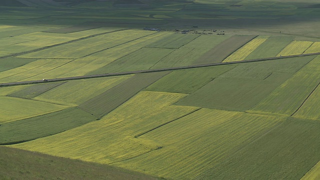 开花小扁豆和油籽田/ Castelluccio di Norcia，翁布里亚，意大利视频素材