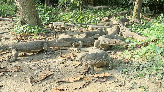 MS TS Monitor lizard feeding frenzy / Pulau Tiga，沙巴州，马来西亚视频素材