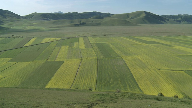 开花小扁豆和油菜地/ Castelluccio di Norcia, Umbria，意大利视频素材