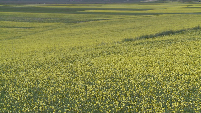 开花小扁豆和油籽田/ Castelluccio di Norcia，翁布里亚，意大利视频素材