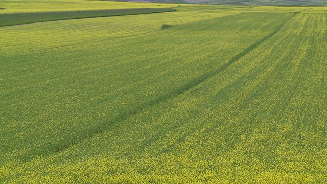 开花小扁豆和油籽田/ Castelluccio di Norcia，翁布里亚，意大利视频素材