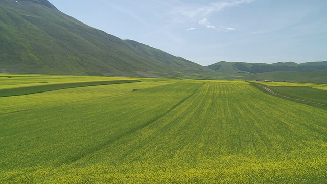 开花扁豆和油籽田/ Castelluccio di Norcia，翁布里亚，意大利视频素材