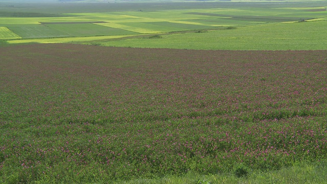 开花扁豆和油籽田/ Castelluccio di Norcia，翁布里亚，意大利视频素材