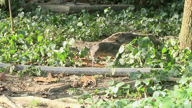 MS TS Monitor lizard feeding frenzy / Pulau Tiga，沙巴州，马来西亚视频素材