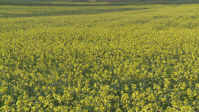 开花小扁豆和油籽田/ Castelluccio di Norcia，翁布里亚，意大利视频素材