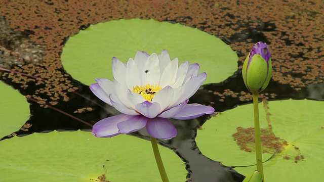 紫莲花上的蜜蜂。视频素材