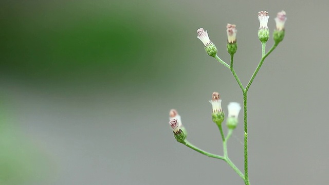 花的草视频素材