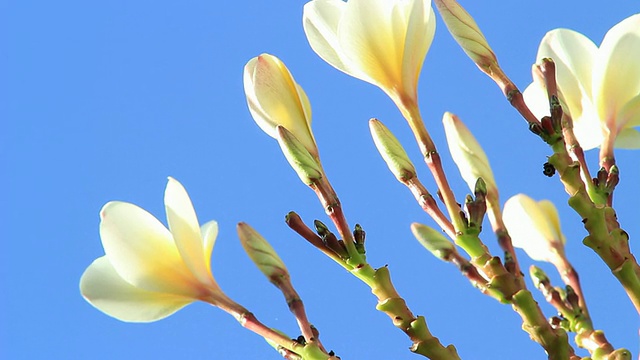 Plumeria或鸡蛋花视频素材