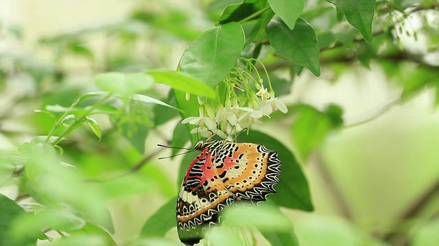 蝴蝶吃花视频素材