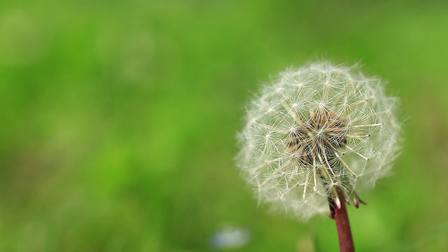 高清:蒲公英视频素材