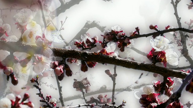 APPLE BLOSSOM:特写，单边(无缝循环)视频素材