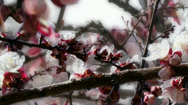 APPLE BLOSSOM:特写，单侧密集(无缝循环)视频素材