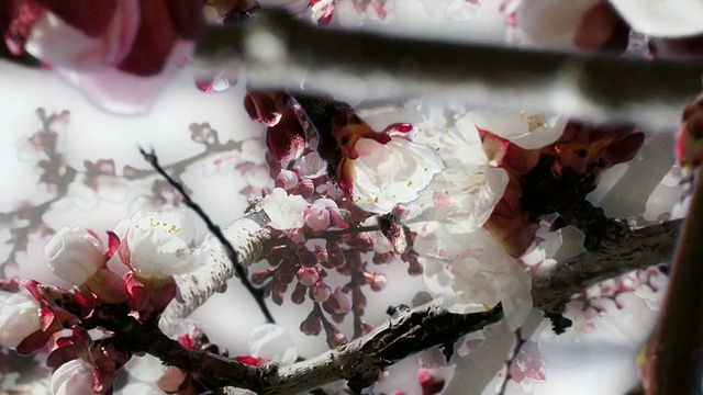 APPLE BLOSSOM:特写，四边形(无缝循环)视频素材