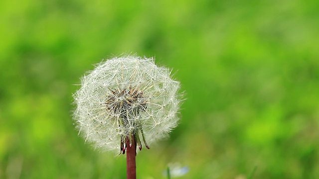 高清:蒲公英视频素材