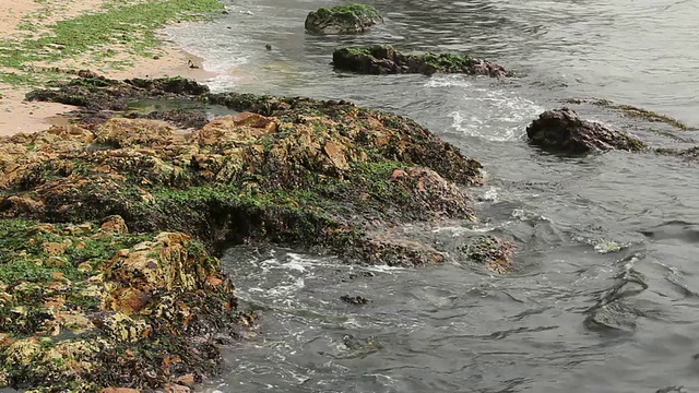 海滩上的海藻。视频素材