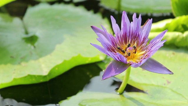 蜜蜂飞进紫莲花视频素材