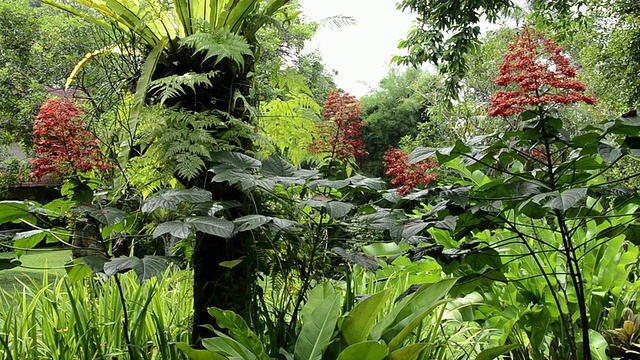 MS红塔花(Clerodendrum paniculatum)在热带花园/乌布，巴厘岛，印度尼西亚视频素材