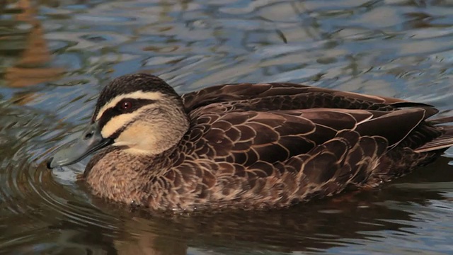 MS TS黑鸭湖close (Anus superciliosa) /格兰顿，塔斯马尼亚，澳大利亚视频下载