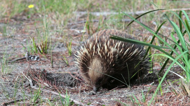 MS Short Beaked Echidna, Tachyglossus aculeatus用它的鼻子探测地面寻找蚂蚁和其他食物/澳大利亚塔斯马尼亚的奥福德视频下载