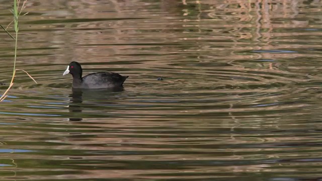 MS Eurasian cot (Fulica atra)潜水寻找食物/ Granton，塔斯马尼亚，澳大利亚视频素材