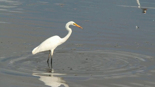 MS中级白鹭(Ardea intermedia)在河口/塔马河朗塞斯顿捕鱼，塔斯马尼亚，澳大利亚视频下载