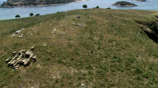 阿耳特米岛海岸和岩石与奔跑的羊群/阿耳特米，马其顿，希腊视频素材