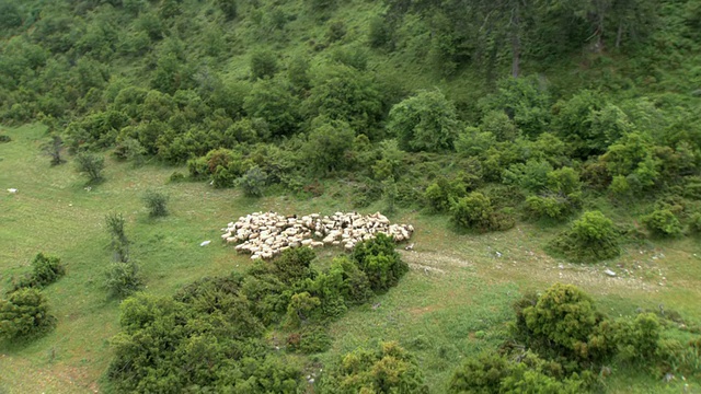 鸟瞰图的羊群在奥林匹斯山/奥林匹斯，马其顿，希腊视频素材