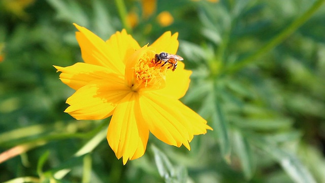 花上的蜜蜂视频素材