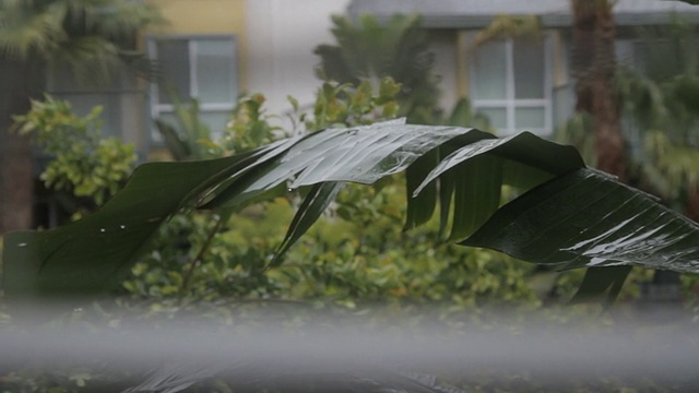 雨落在热带植物上，从室内百叶窗后面看视频素材