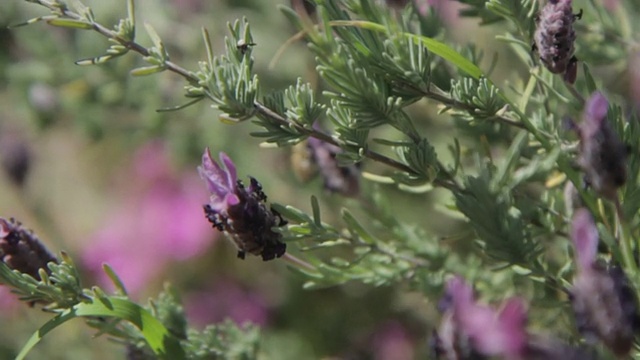 蜜蜂嗡嗡叫并授粉视频素材