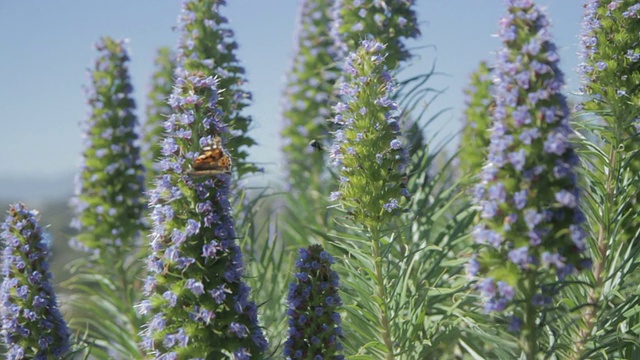 蜜蜂和蝴蝶在植物上视频素材