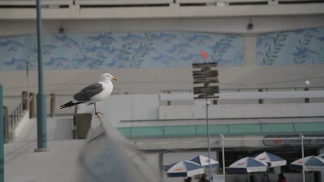 Bird Satres飞向远方视频素材