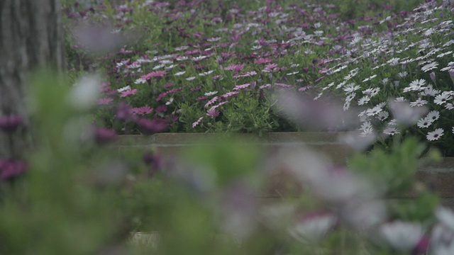 野花视频素材