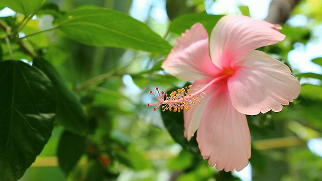 粉色的芙蓉视频素材