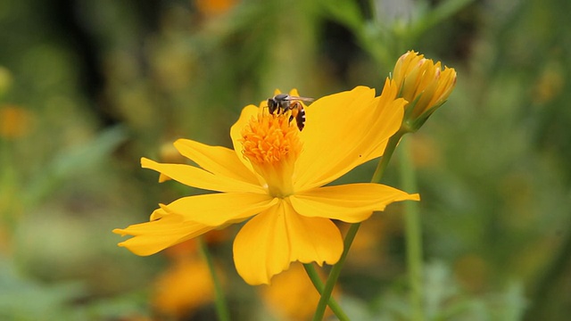 蜜蜂视频素材