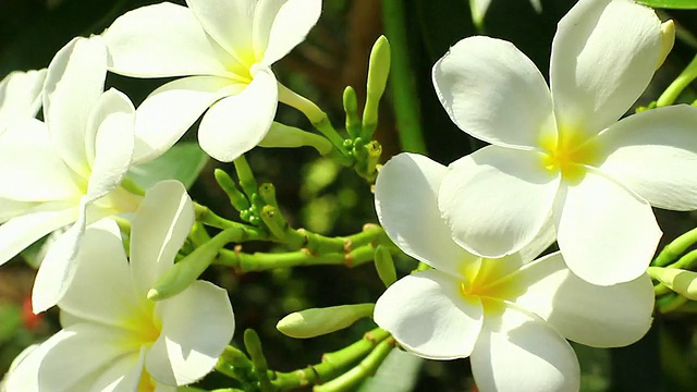 鸡蛋花视频素材