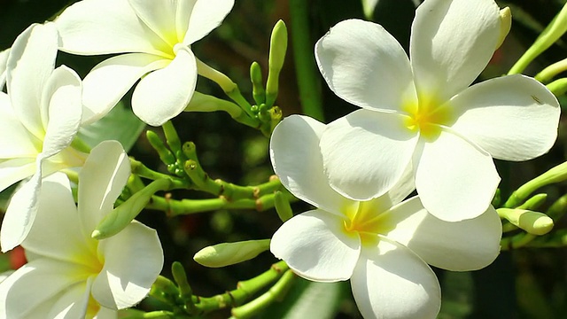 鸡蛋花视频素材