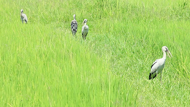 稻田里的鸟类视频素材