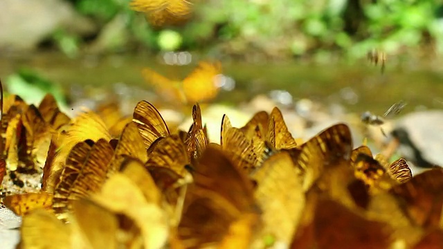 蝴蝶和蜜蜂,高清视频素材