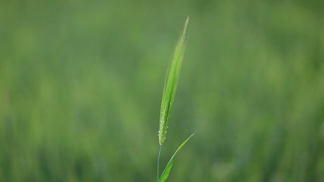 绿小麦，软焦点视频下载