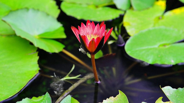 橙莲与蛹合拢花冠的时间视频素材