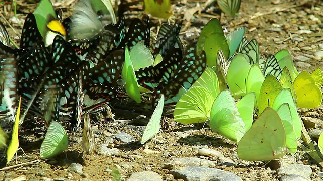 蝴蝶视频素材