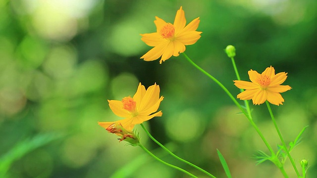 波斯菊花视频素材