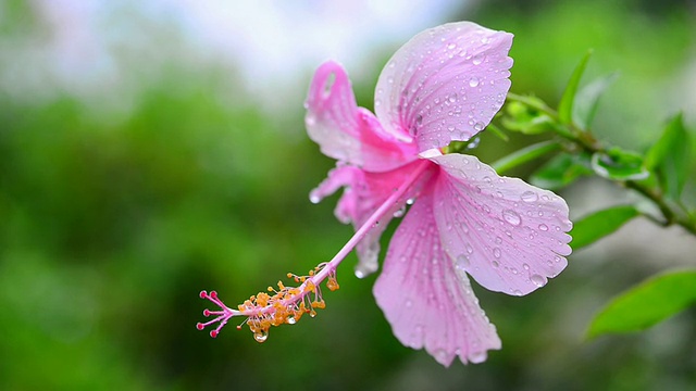 芙蓉视频素材