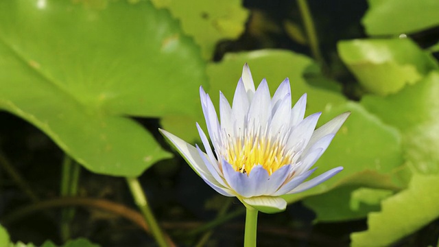 时光流逝荷花绽放视频素材