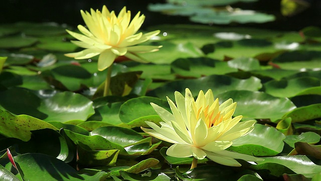 两只黄荷花和蜜蜂视频素材