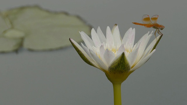 蜻蜓和睡莲视频素材