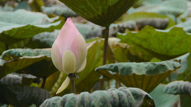 东印度莲花视频素材